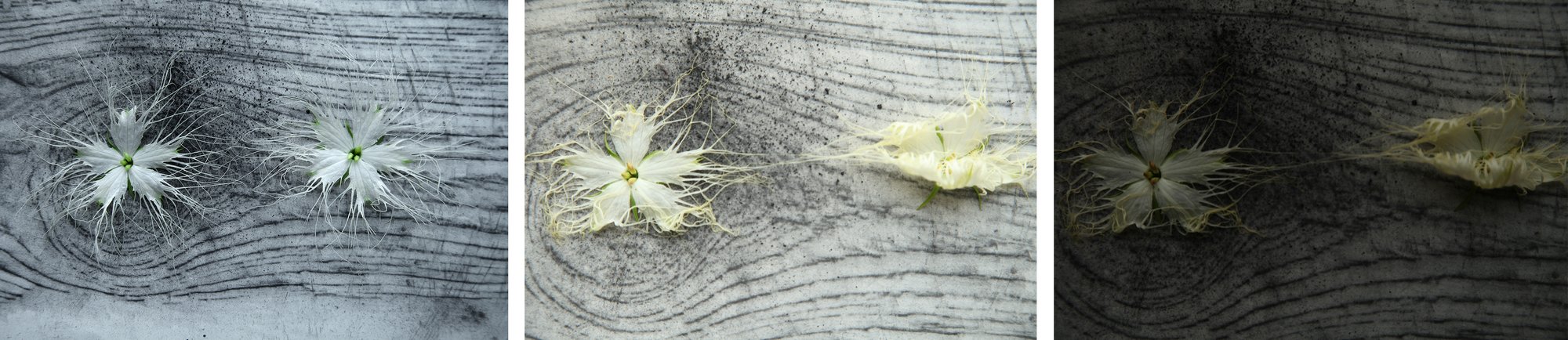 Flowers of Evil